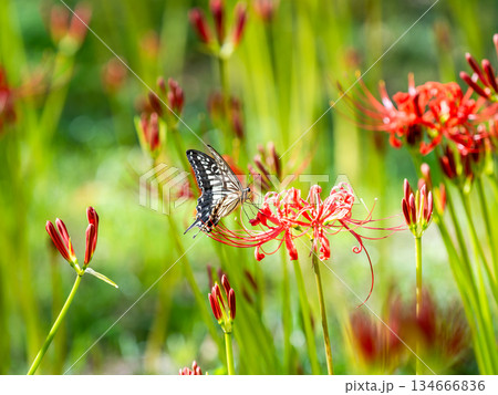 満開の彼岸花の蜜を吸うアゲハチョウ 134666836