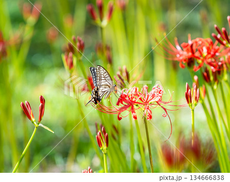 満開の彼岸花の蜜を吸うアゲハチョウ 134666838
