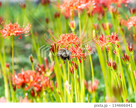 満開の彼岸花の蜜を吸うアゲハチョウ 134666841