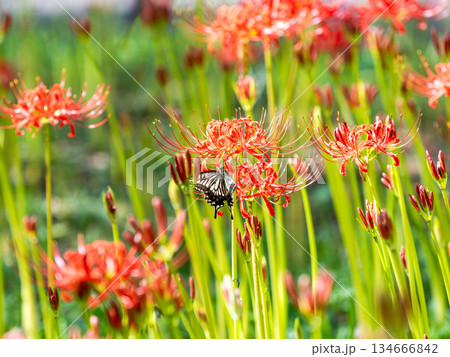 満開の彼岸花の蜜を吸うアゲハチョウ 満開の彼岸花の蜜を吸うアゲハチョウ 134666842