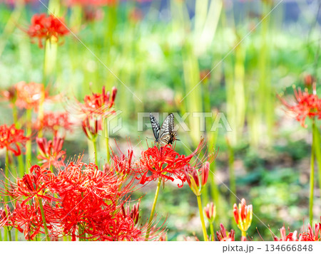 満開の彼岸花の蜜を吸うアゲハチョウ 満開の彼岸花の蜜を吸うアゲハチョウ 134666848