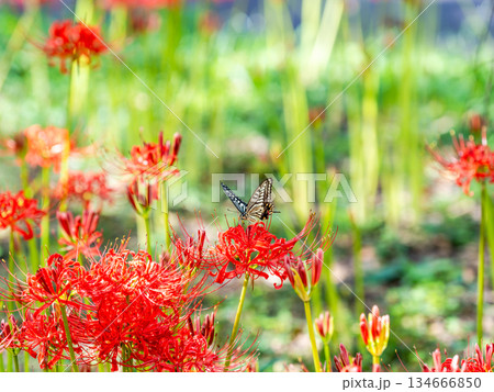 満開の彼岸花の蜜を吸うアゲハチョウ 満開の彼岸花の蜜を吸うアゲハチョウ 134666850