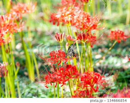 満開の彼岸花の蜜を吸うアゲハチョウ 満開の彼岸花の蜜を吸うアゲハチョウ 134666854
