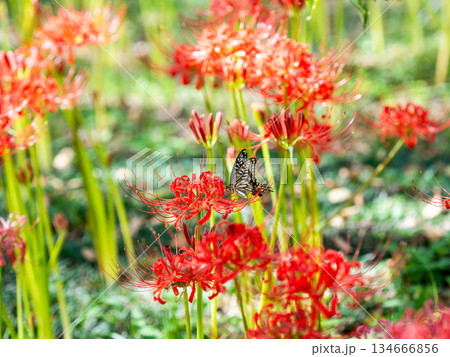 満開の彼岸花の蜜を吸うアゲハチョウ 満開の彼岸花の蜜を吸うアゲハチョウ 134666856
