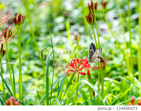 満開の彼岸花の蜜を吸うアゲハチョウ 134666873