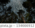 Star trails illuminate the night sky above a serene forest during a clear evening 134666912