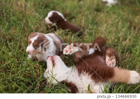 Group of puppies playing in a grassy field Group of puppies playing in a grassy field 134666930