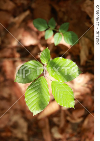 Leafy green plant is growing in the shade of a tree 134666935