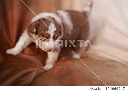 Brown and white puppy is standing on a red couch Brown and white puppy is standing on a red couch 134666947
