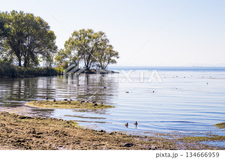 琵琶湖の海岸の風景 琵琶湖の海岸の風景 134666959