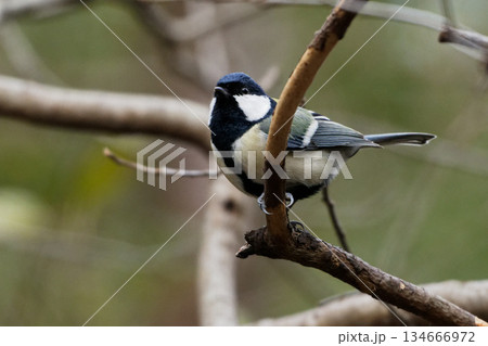 枝に止まるシジュウカラ♂ 134666972