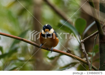 枝に止まるシジュウカラ科ヤマガラ 134666973