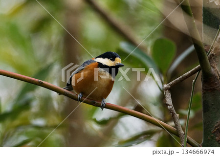枝に止まるシジュウカラ科ヤマガラ 134666974