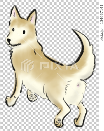 歩きながらコチラを振り返る犬のイラスト 134667141