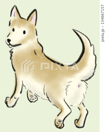 歩きながらコチラを振り返る犬のイラスト 134667157