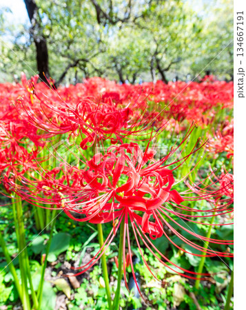 秋の風物詩　華やかに咲いた清楚な彼岸花 134667191