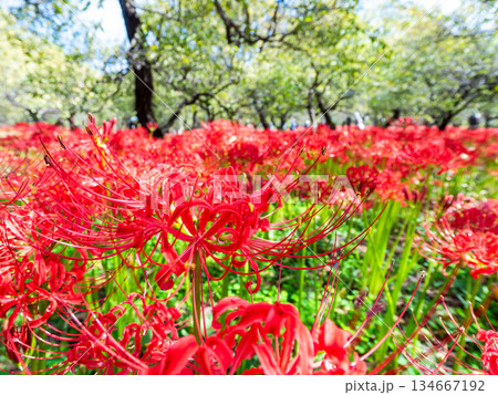 秋の風物詩　華やかに咲いた清楚な彼岸花 134667192