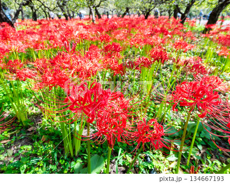 秋の風物詩　華やかに咲いた清楚な彼岸花 134667193
