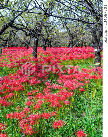 秋の風物詩　華やかに咲いた清楚な彼岸花 134667201