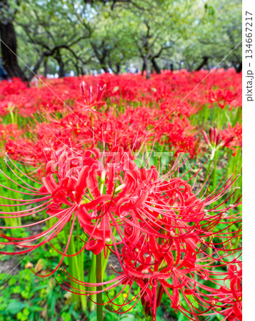 秋の風物詩　華やかに咲いた清楚な彼岸花 134667217