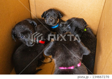Puppies in box. Black puppy adopt pet Puppies in box. Black puppy adopt pet 134667270