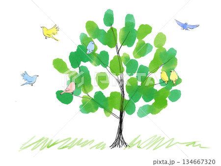 小鳥と大きな木の手書き水彩イラスト 134667320