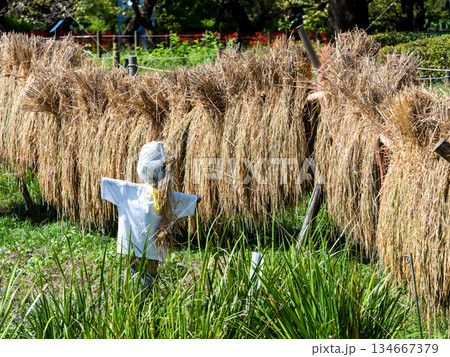秋の風物詩　稲のはざかけと案山子 134667379