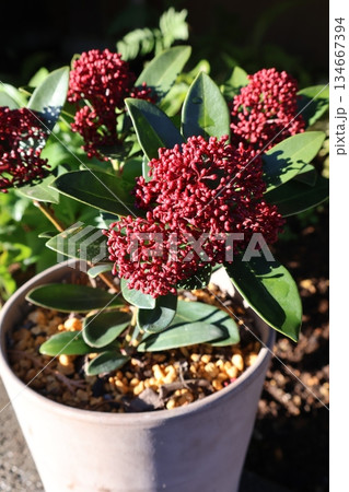 鉢に植えられた赤いスキミア 鉢に植えられた赤いスキミア 134667394