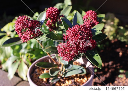 鉢に植えられた赤いスキミア 134667395