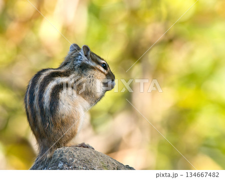 木の上で食べるシマリス 134667482