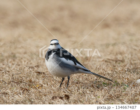 地面に降りてエサを探すハクセキレイ 134667487