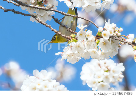 青空に映える桜とメジロ 青空に映える桜とメジロ 134667489