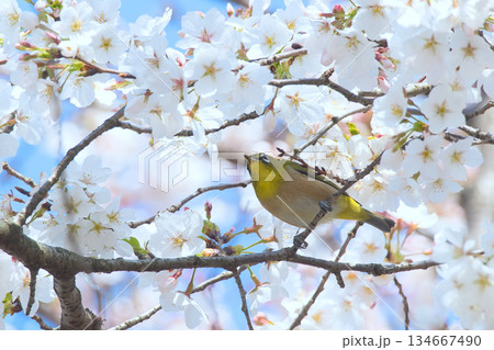 満開の桜の枝にとまるメジロ 満開の桜の枝にとまるメジロ 134667490