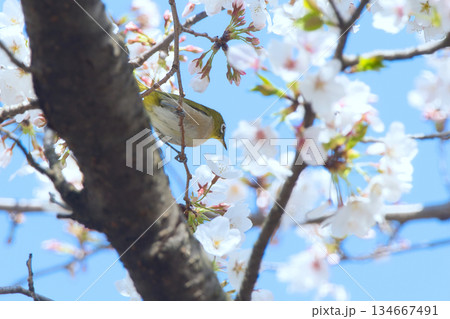 桜の花の蜜を吸うメジロ 桜の花の蜜を吸うメジロ 134667491