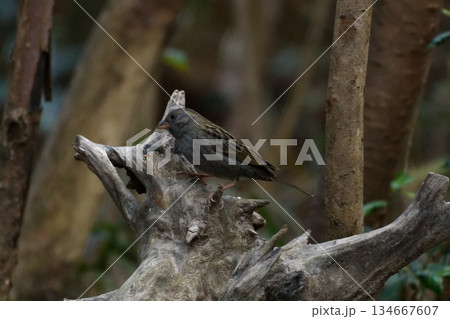 切株の上に止まるホオジロ科クロジ♂ 切株の上に止まるホオジロ科クロジ♂ 134667607