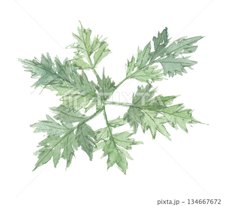 水彩で描いたよもぎ 134667672