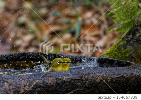 メジロの水浴び 134667839