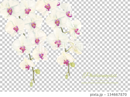 Watercolor illustration of Phalaenopsis orchid Watercolor illustration of Phalaenopsis orchid 134667870