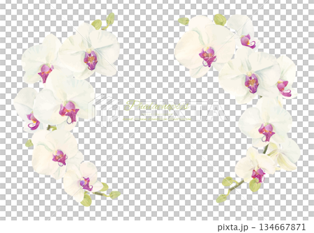 Watercolor illustration of a Phalaenopsis orchid circle Watercolor illustration of a Phalaenopsis orchid circle 134667871