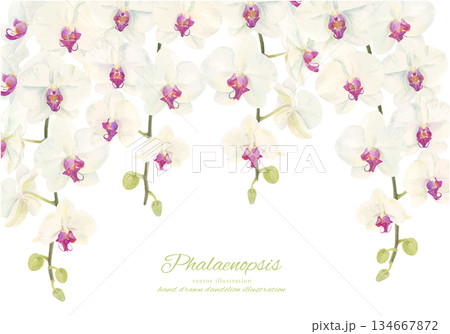 水彩で描いた胡蝶蘭のイラスト 134667872