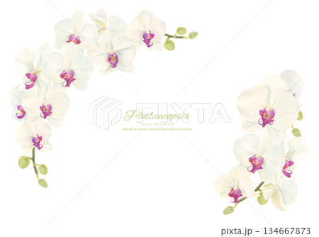 水彩で描いた胡蝶蘭のフレームイラスト 134667873