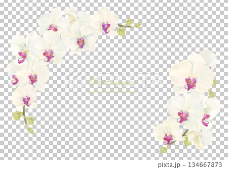 水彩で描いた胡蝶蘭のフレームイラスト 134667873