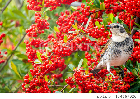ピラカンサとツグミ・コピースペース ピラカンサとツグミ・コピースペース 134667926
