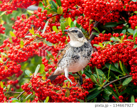 ピラカンサとツグミ ピラカンサとツグミ 134667927