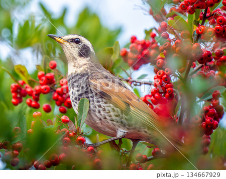 ピラカンサとツグミ 134667929