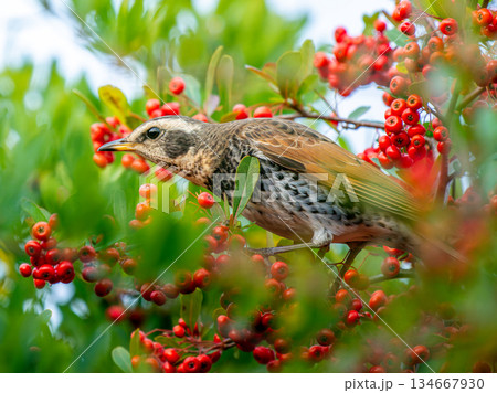 ピラカンサとツグミ 134667930
