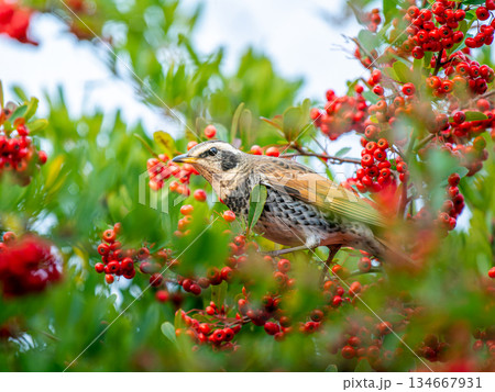ピラカンサとツグミ 134667931