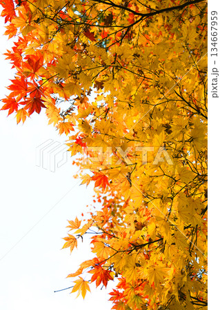 秋色に染まる日本庭園の紅葉 秋色に染まる日本庭園の紅葉 134667959