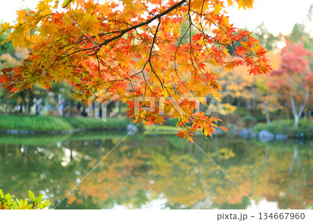 湖面に垂れるもみじの枝が彩る日本の秋 134667960