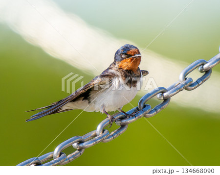 鎖にとまるツバメ 134668090